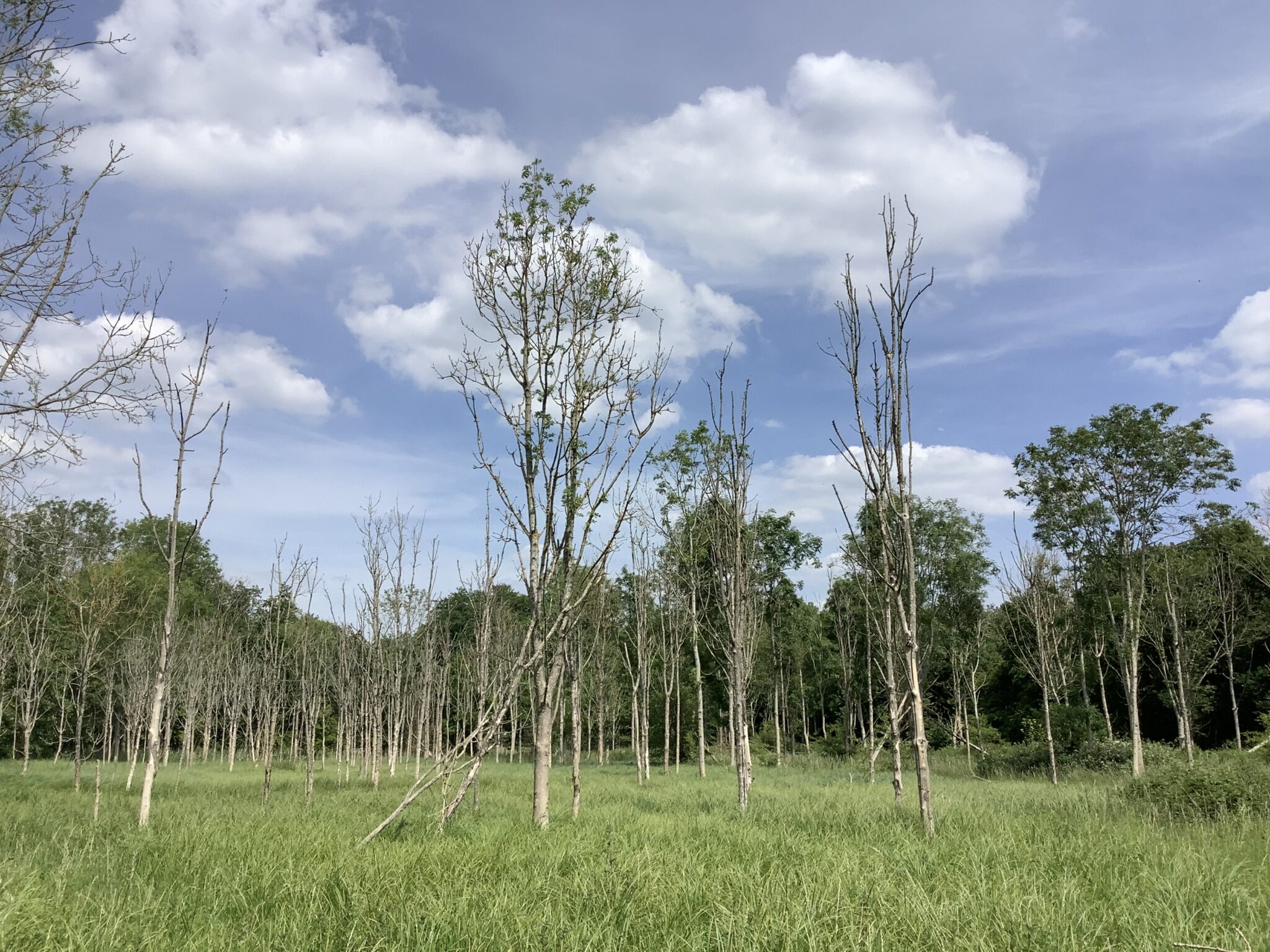 Reflecting On A Decade Of Ash Dieback Response In The UK Forestry   20 Year Old Pure Ash Woodland With Ash Dieback  2048x1536 