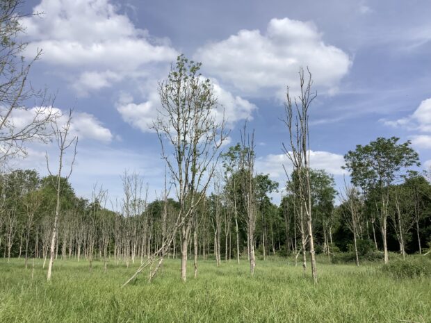 ash woodland with dieback