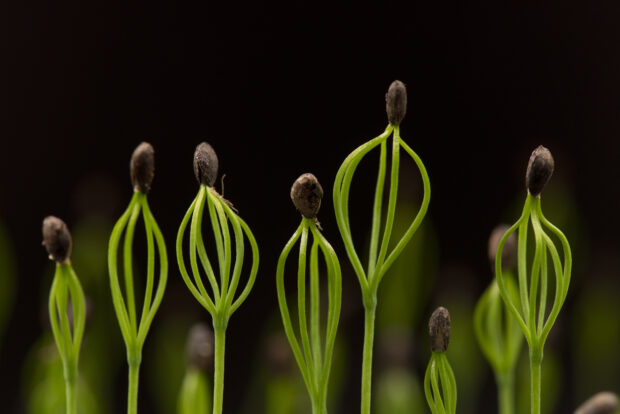 Close up of germinating seeds