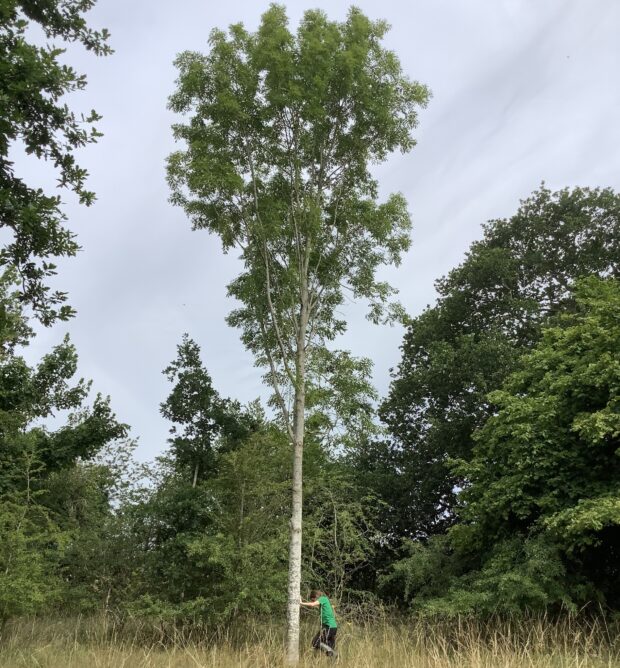 healthy ash tree