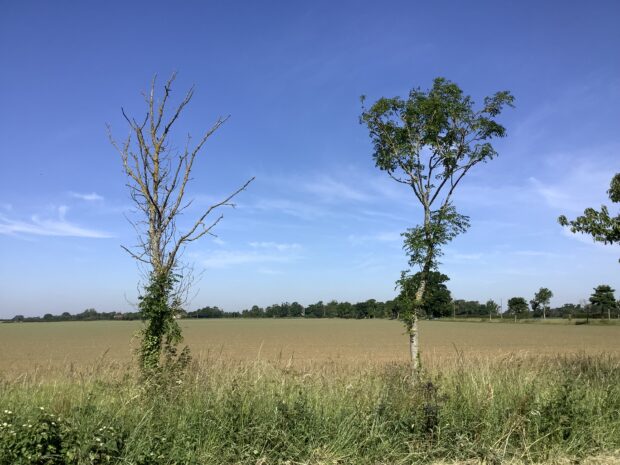 ash trees 