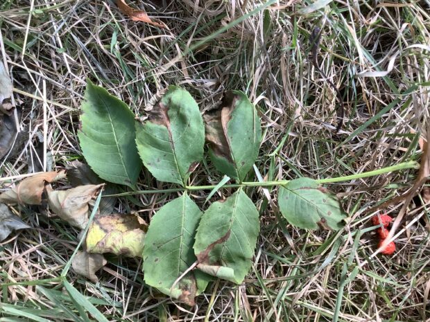 leaf showing symptoms of ash dieback