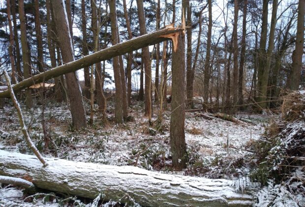 damaged and snapped trees in a snowy woodland