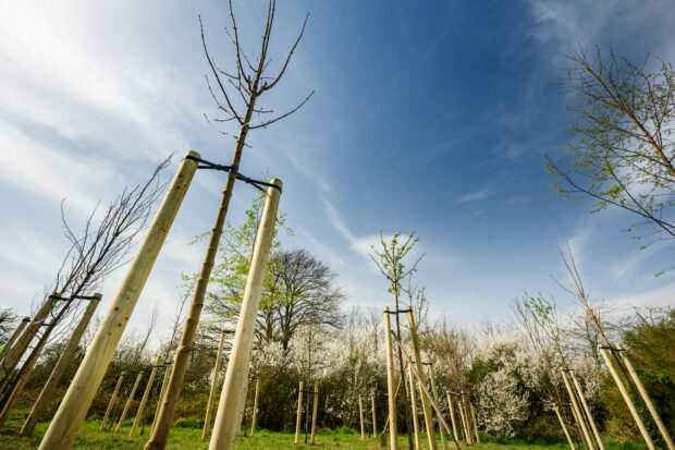 Young trees with wooden stakes around them