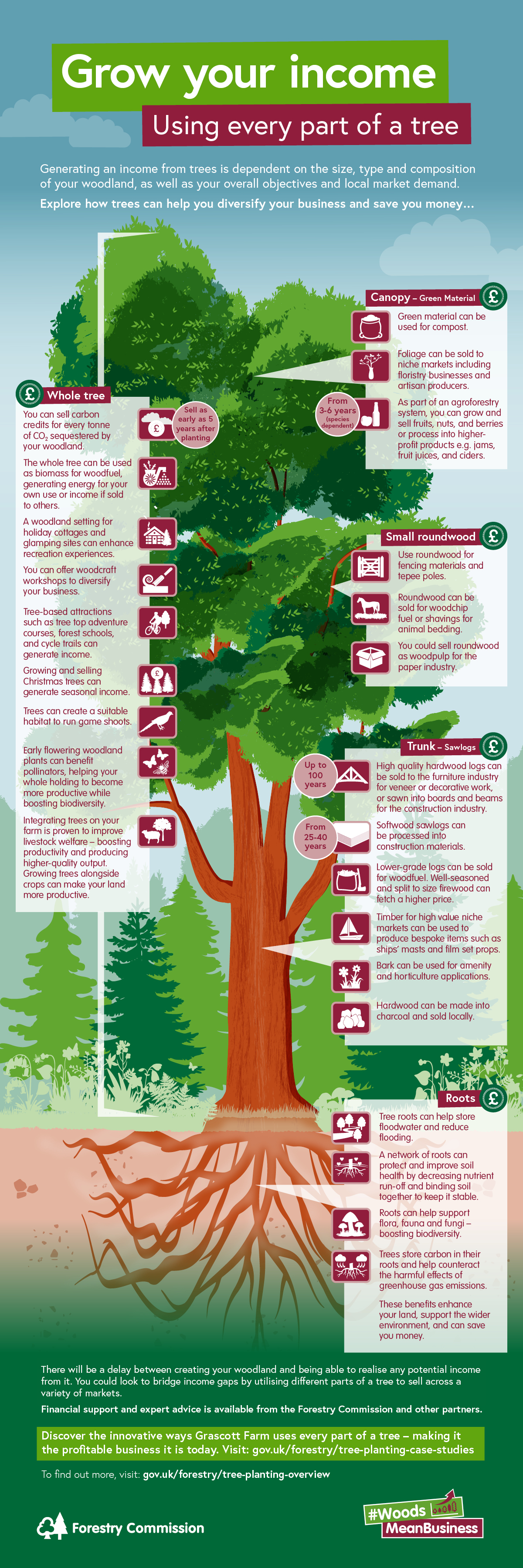 Infographic showing ways to earn income from trees