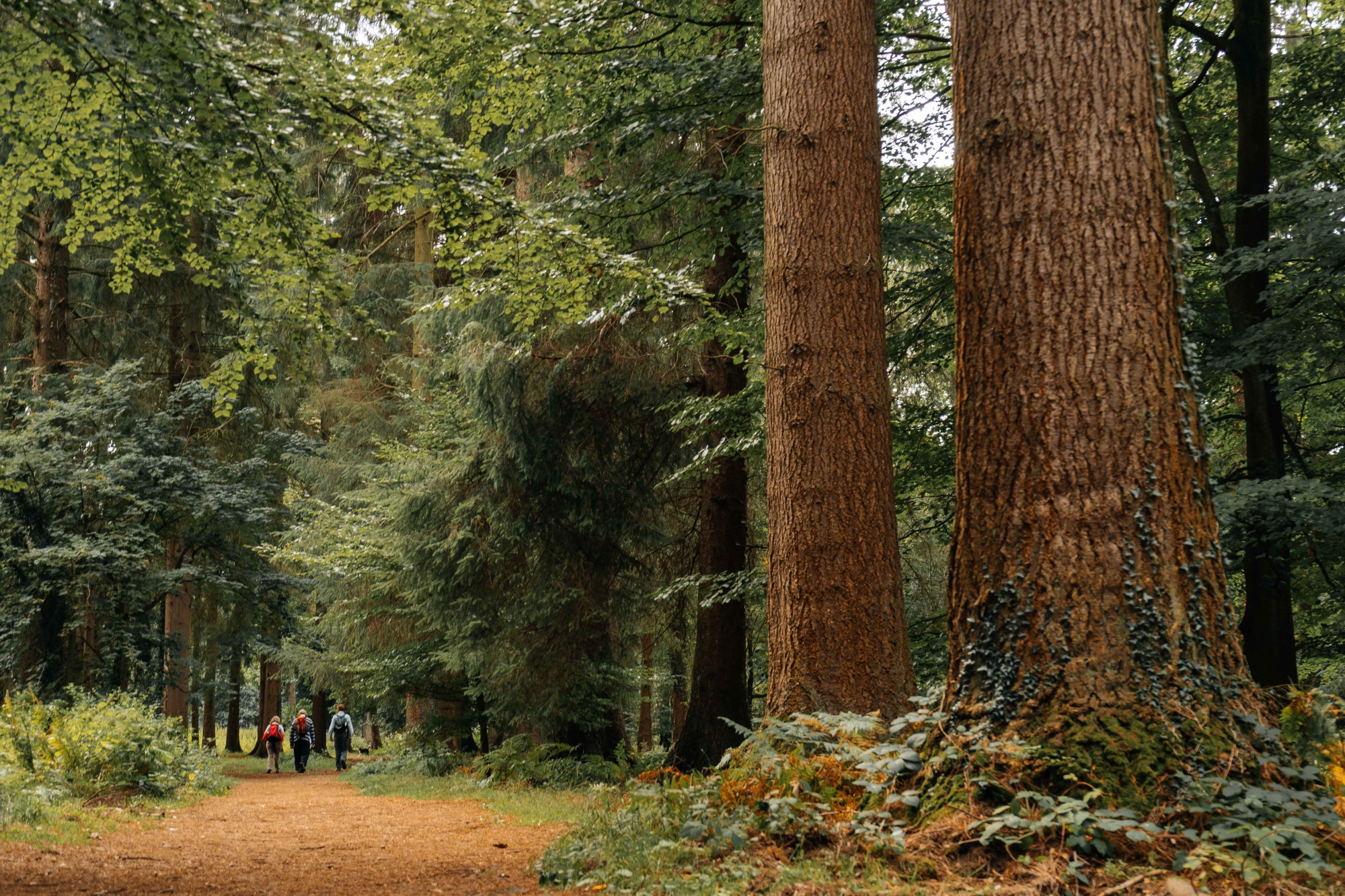 Why are forests and woodlands so good for our mental health and