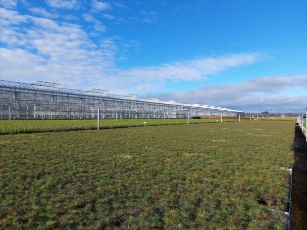 Tree nursery