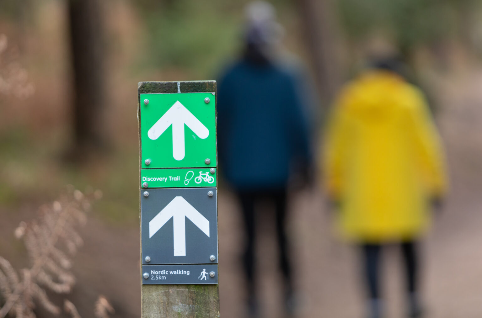 Why are forests and woodlands so good for our mental health and