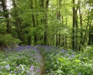 Discover our ‘Trees on Farms’ podcast mini-series – Forestry Commission