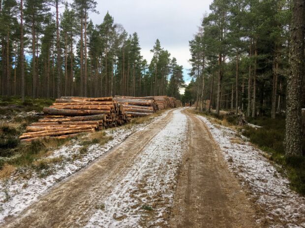 Timber by the roadside