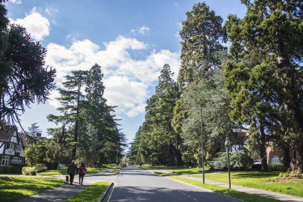 Mature trees on a street