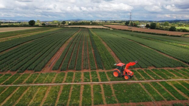 Aerial shot of a tractor on a field of seedlings