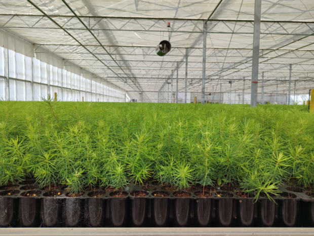 Close up of conifer seedlings