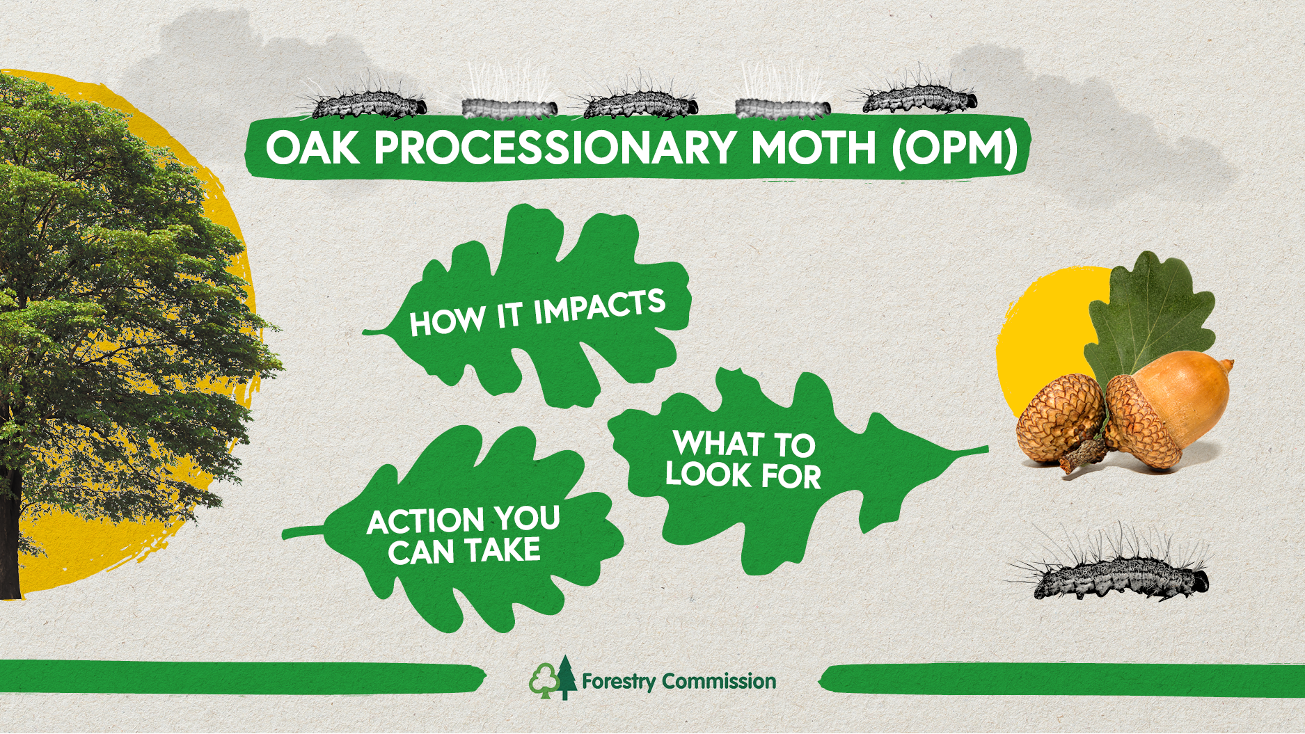 Oak Processionary Moth ID And Action Forestry Commission