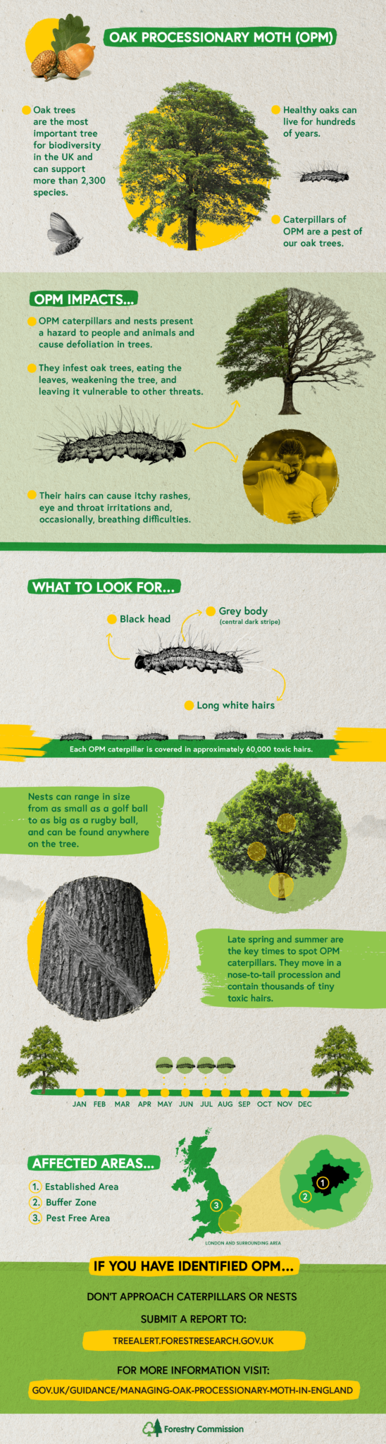 Oak Processionary Moth: ID and action - Forestry Commission