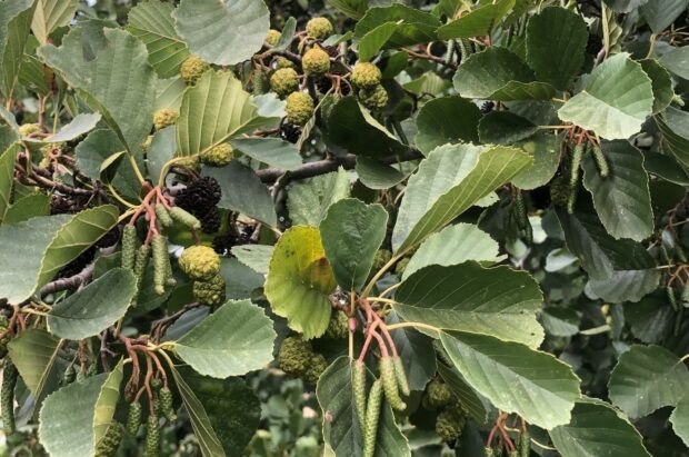 close up of Alder seed on the tree