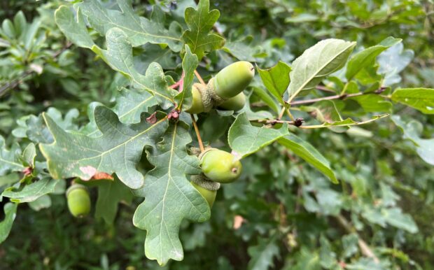 close up of oak leaves ad acorns
