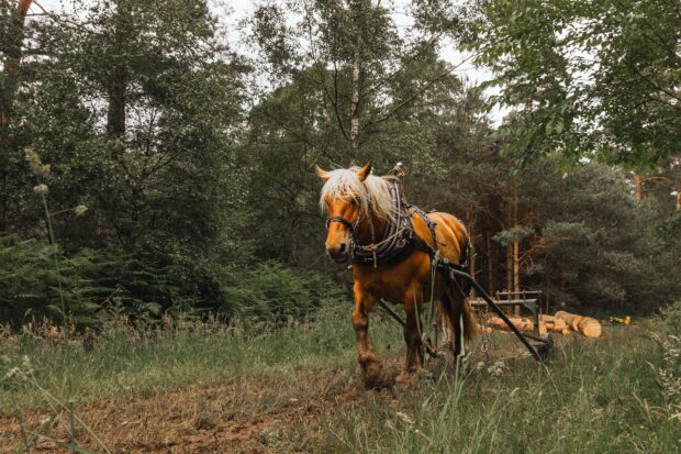 Horse logging in the woods