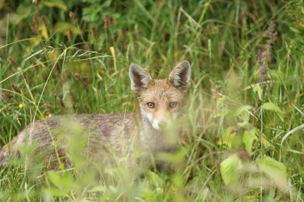 A young fox in grass