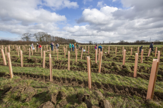 Community tree planting