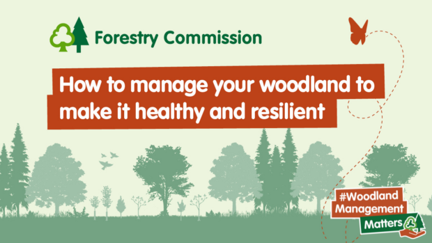 illustration and the words how to manage your woodland to make it healthy and resilient