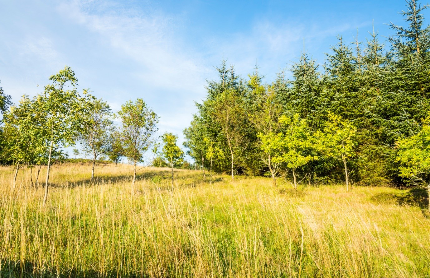 Forestry Commission Property For Sale Wales at Hood blog
