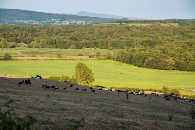 cows grazing in the foreground and a large expanse of forest in the background