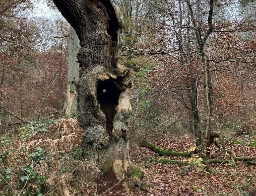 Veteran tree