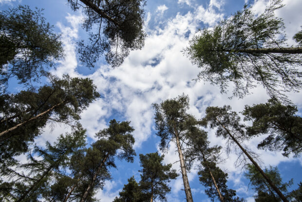 A tree canopy against a blue sky with clouds