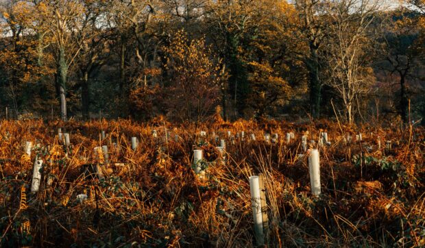 Tree tubes and newly planted trees in a field during autumn