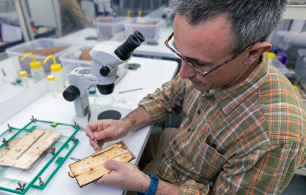 A scientist in a laboratory looking at a piece of bark