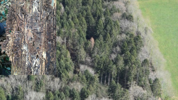 A Woodland affected by an Ips typographus incursion with an inset closer image of breeding galleries in the bark