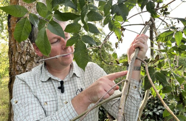 A man inspects a tre branch for signs of disease