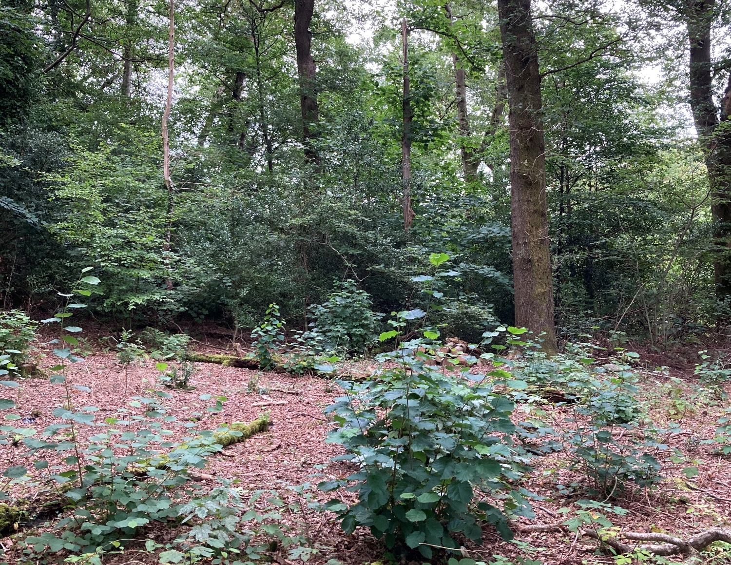 The UK Forestry Standard Review Forestry Commission