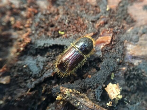 Ips typographus beetle