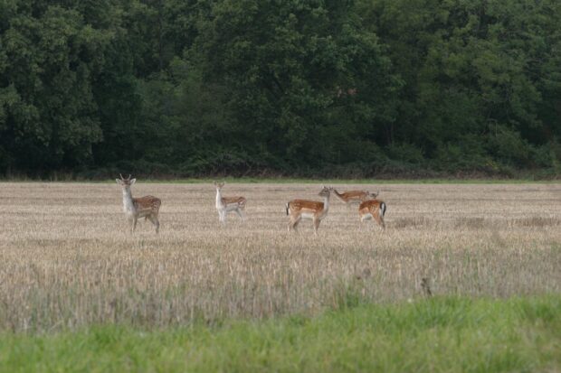 Five Fallow deer in a scrub field with woodland behind them