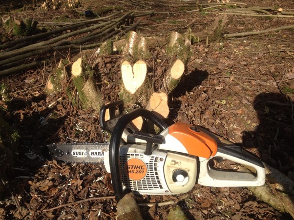 A chainsaw next to a coppiced tree
