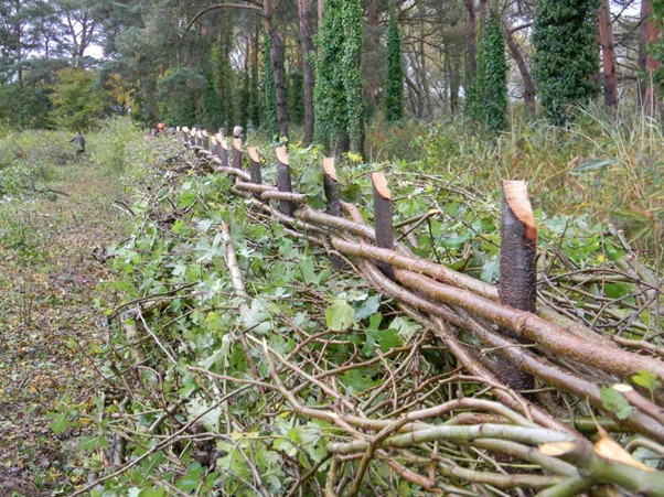 A laid hedge bordering a field and a wood
