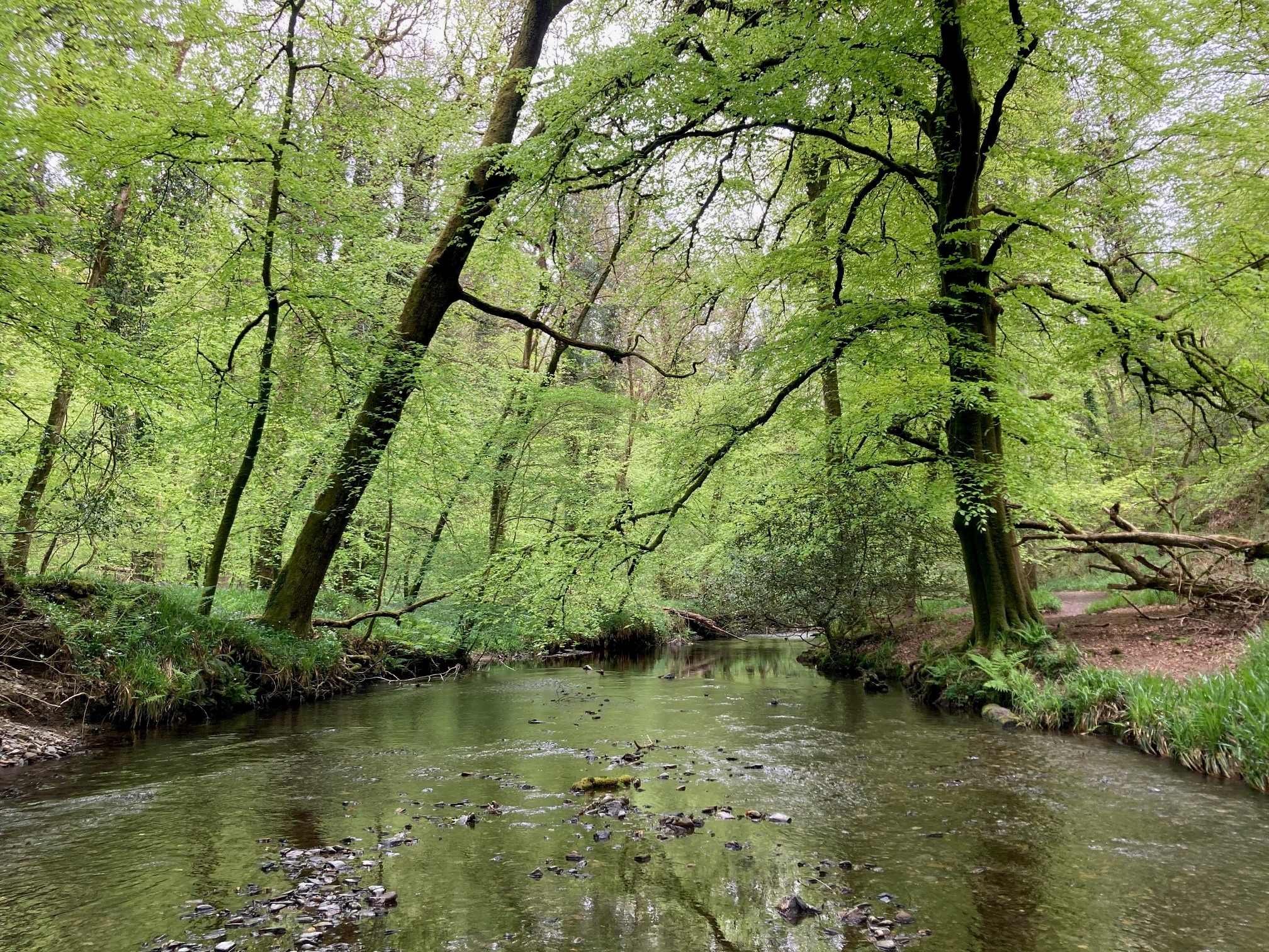 Why Woodland Management Is Key To Nature Recovery Forestry Commission