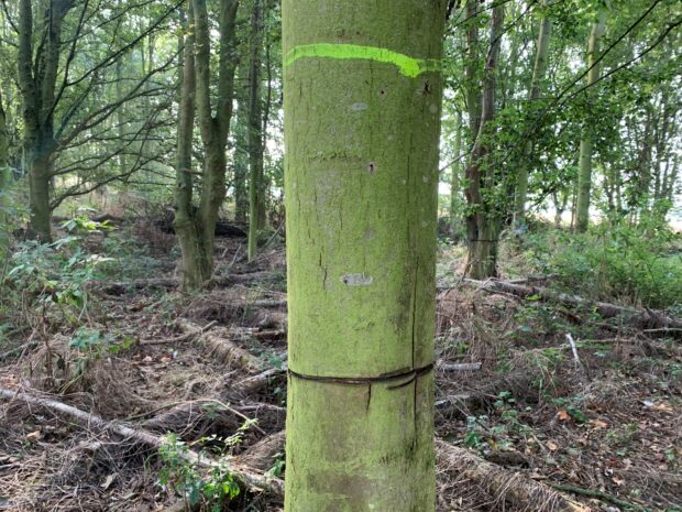 A trees trunk in a woodland with a yellow band near the tp and a black band about a metre below it