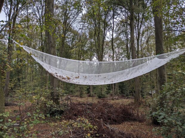 A large net hangs between two trees in a woodland to collect seeds that are falling from the canopy