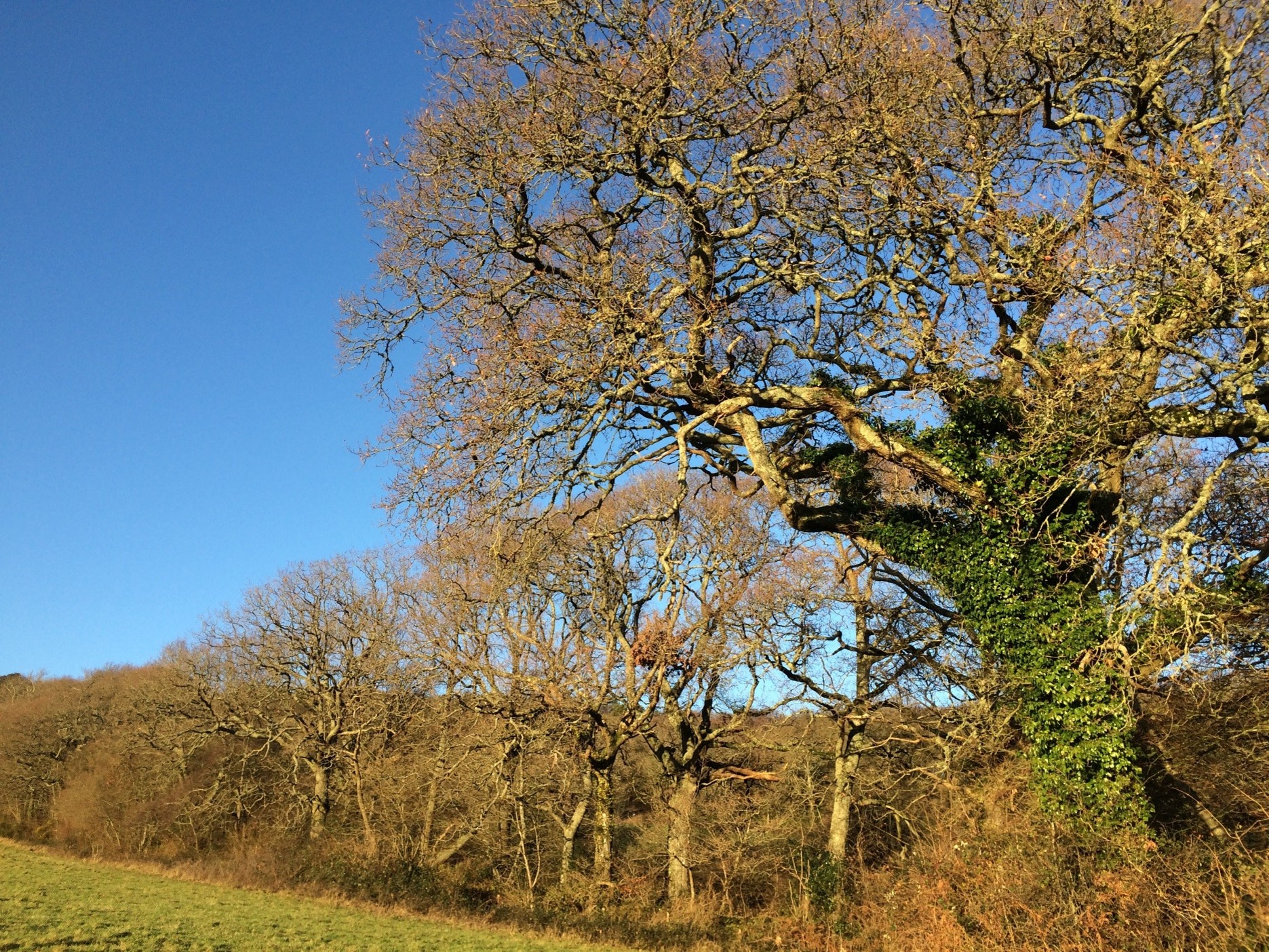 Why Woodland Management Is Key To Nature Recovery Forestry Commission