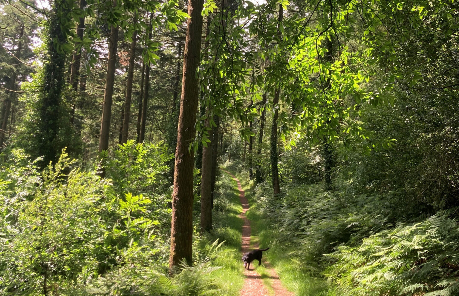 Why woodland management is key to nature recovery Forestry Commission