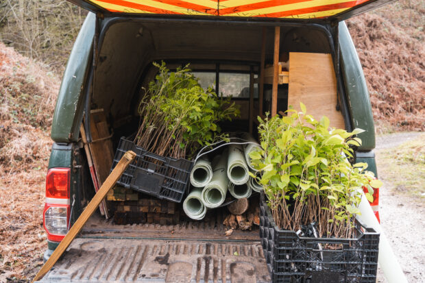 Young trees in the back of a truck ready to be planted out