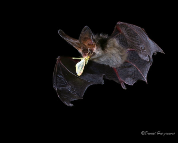 Brown long-eared bat with moth