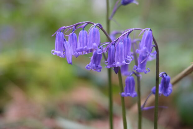 Close up of a native blue bell
