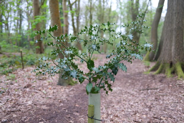 A young holly tree in the woodland