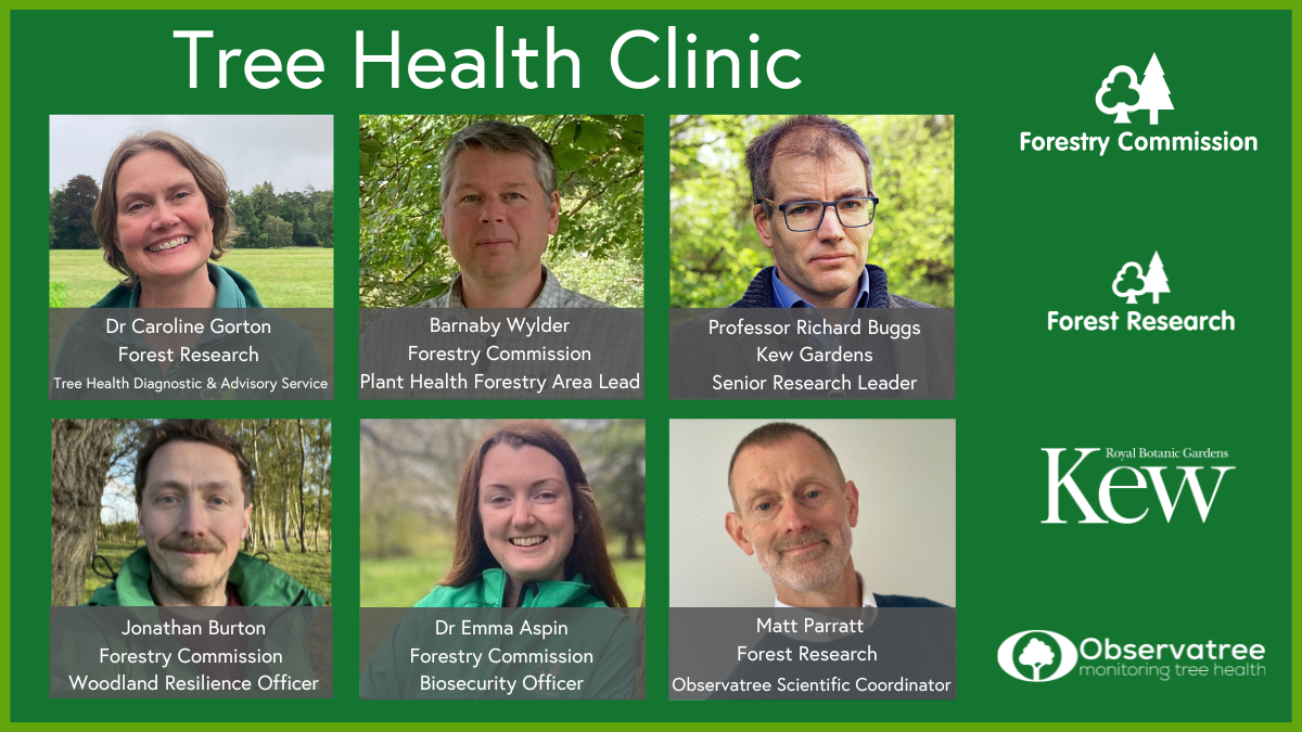 Plant Health Week 2024: Live Tree Health Clinic – Forestry Commission