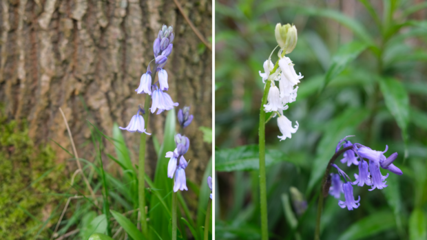 Two images of different bluebells. On the right is a very pale blue/purple flowers and on the left is a white variety 