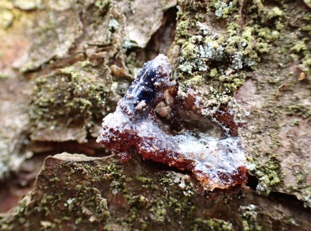 Tree resin shows how healthy spruce trees are typically able to defend themselves against beetle attack